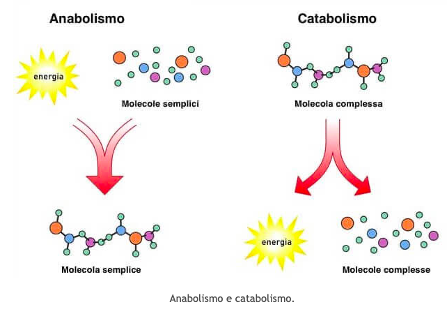 Immagine che contiene testo

Descrizione generata automaticamente